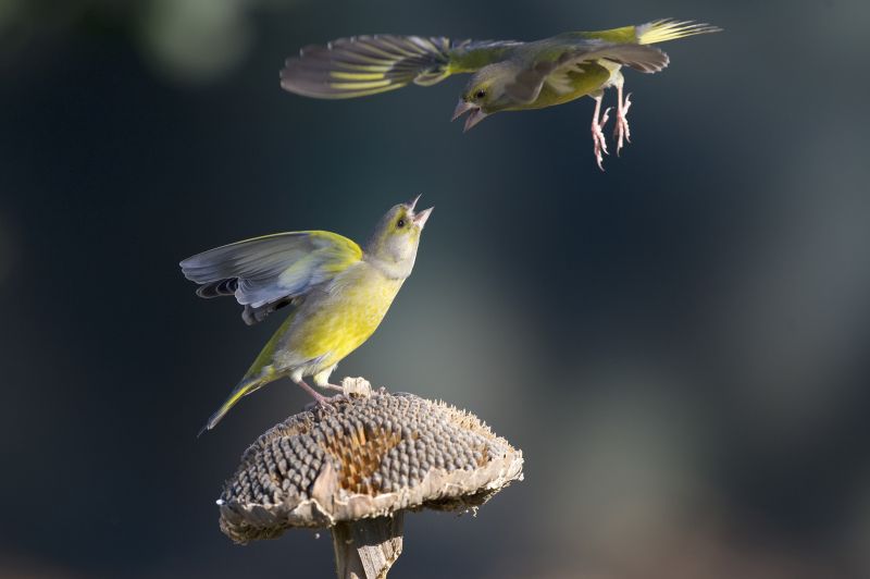 Greenfinches fighting over sunflower seeds