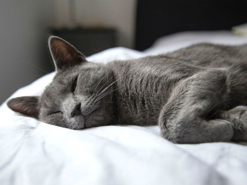 A grey short-haired cat resting on someone's bed