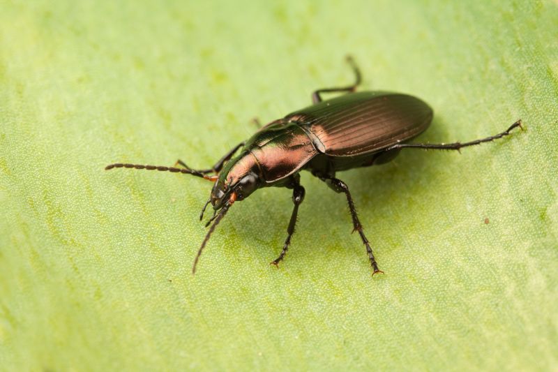 Ground Beetle