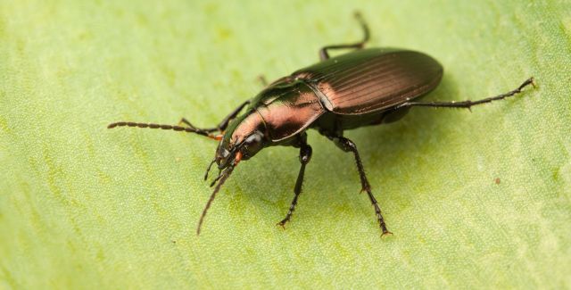 Ground Beetle