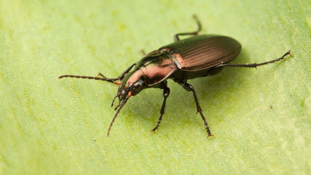 Ground Beetle