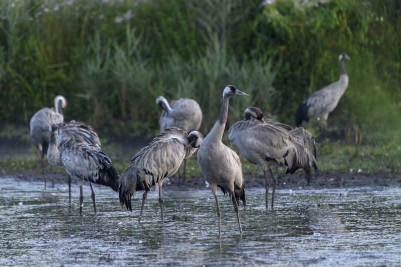 Birds