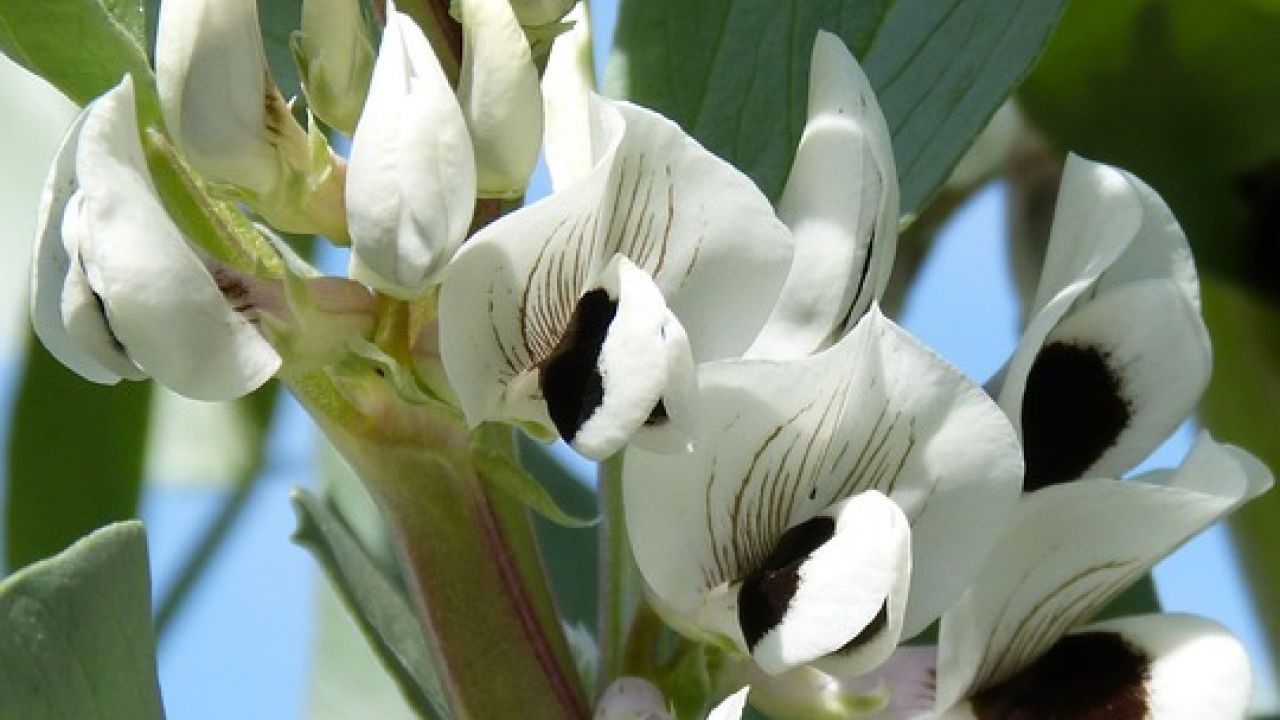 Broad bean flower
