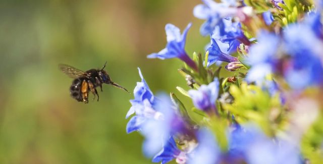 hairy footed flower bee