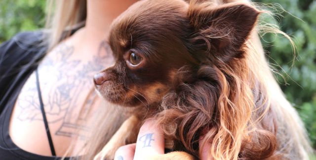 A small hairy little brown dog in the arms of its owner