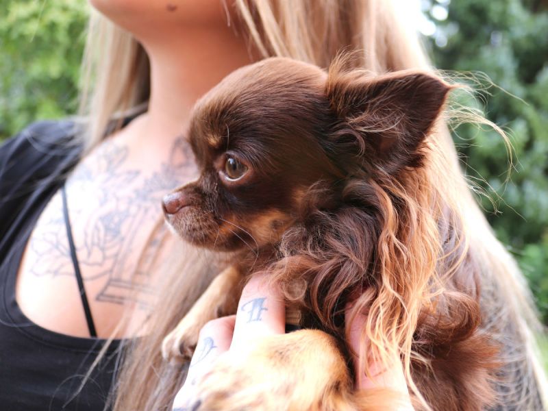 A small hairy little brown dog in the arms of its owner