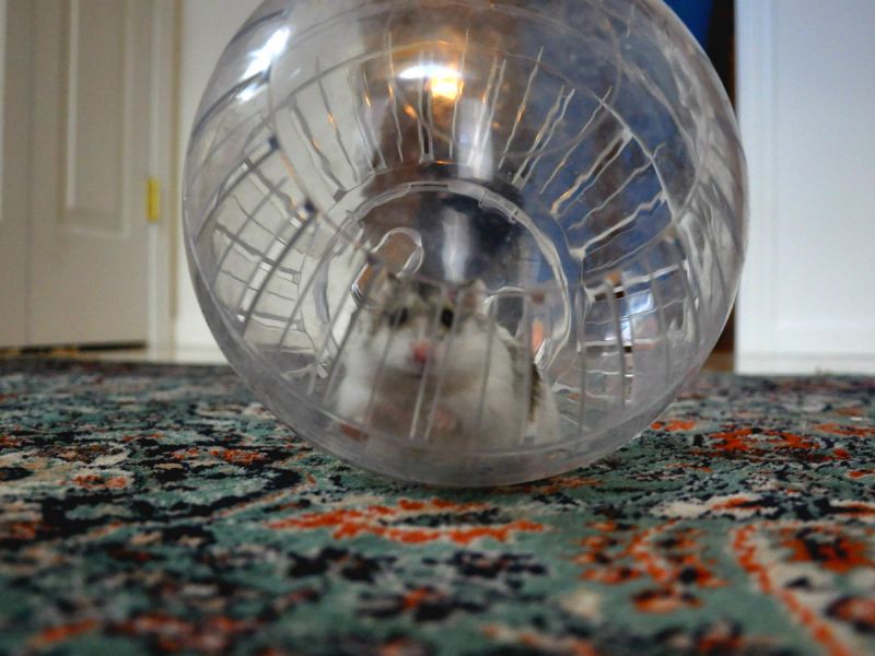 Hamster running around on the carpet in a hamster ball