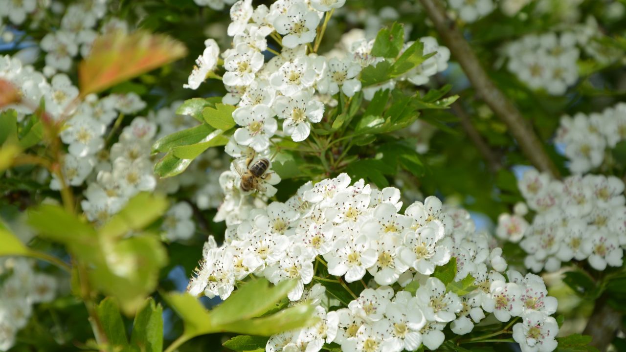 Hawthorn with bee