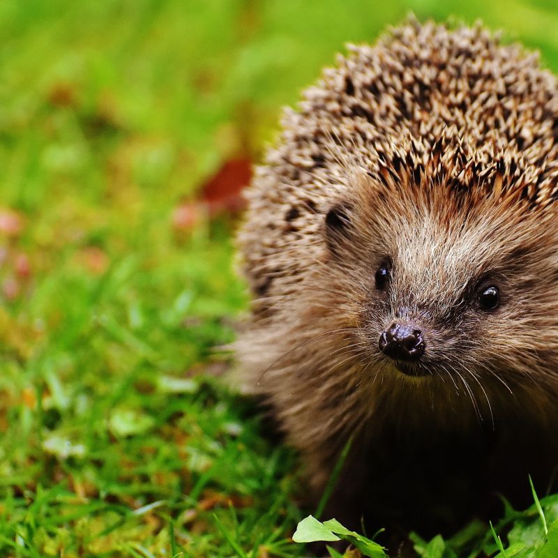 Hedgehog on green grass
