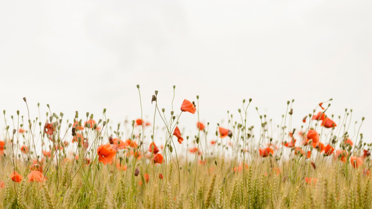 Wheat and poppies