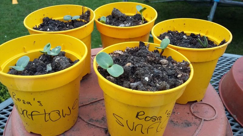 Herb pots