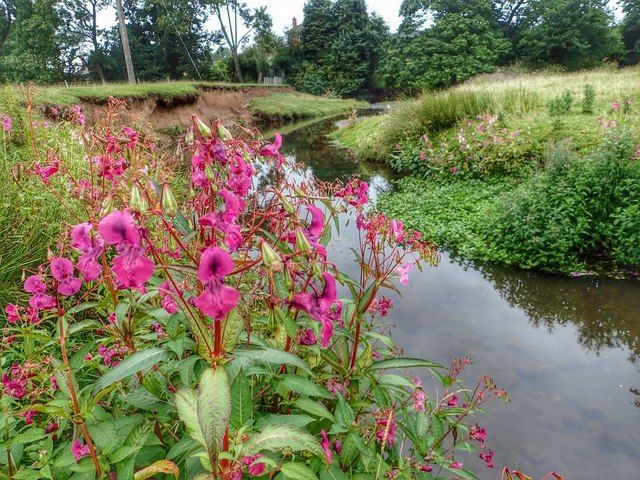 photo of Himalayan Balsam, invasive species, N Yorks
