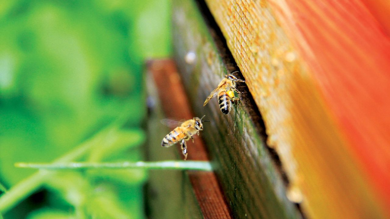 Honey bees entering hive