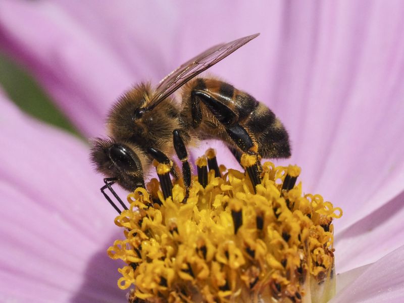 Honey bee on cosmos flower