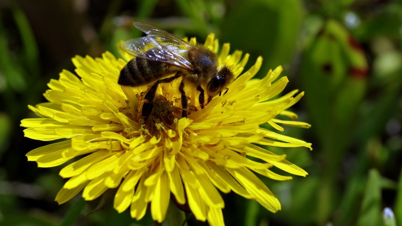 Honey bee on dandelion