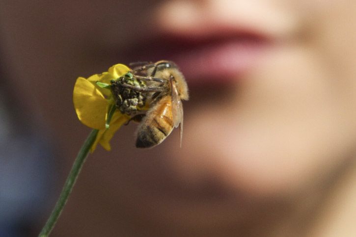 Honey bee on flower