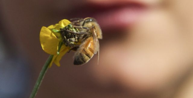 Honey bee on flower