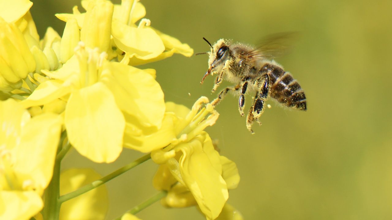 Honey bee on rapeseed 