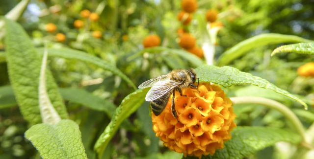 honeybee on flower