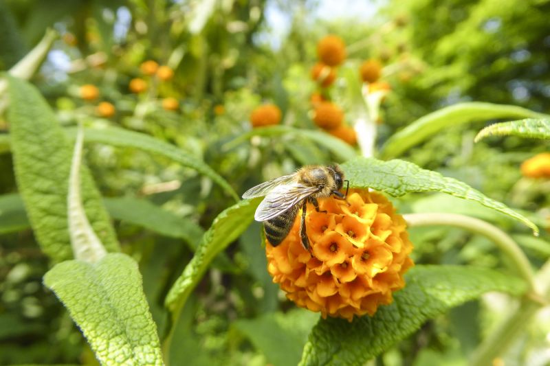 honeybee on flower