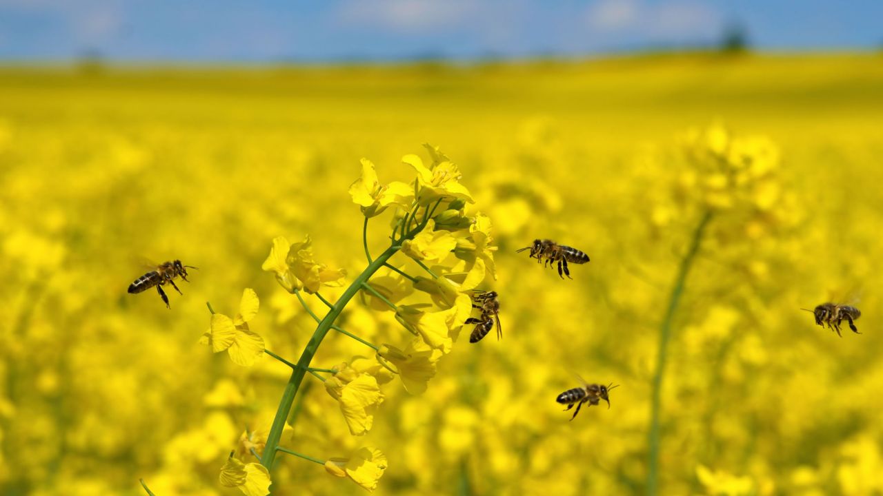 Honeybees hovering around yellow oilseed rape crop under blue sky