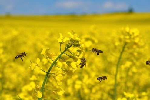 Honeybees hovering around yellow oilseed rape crop under blue sky