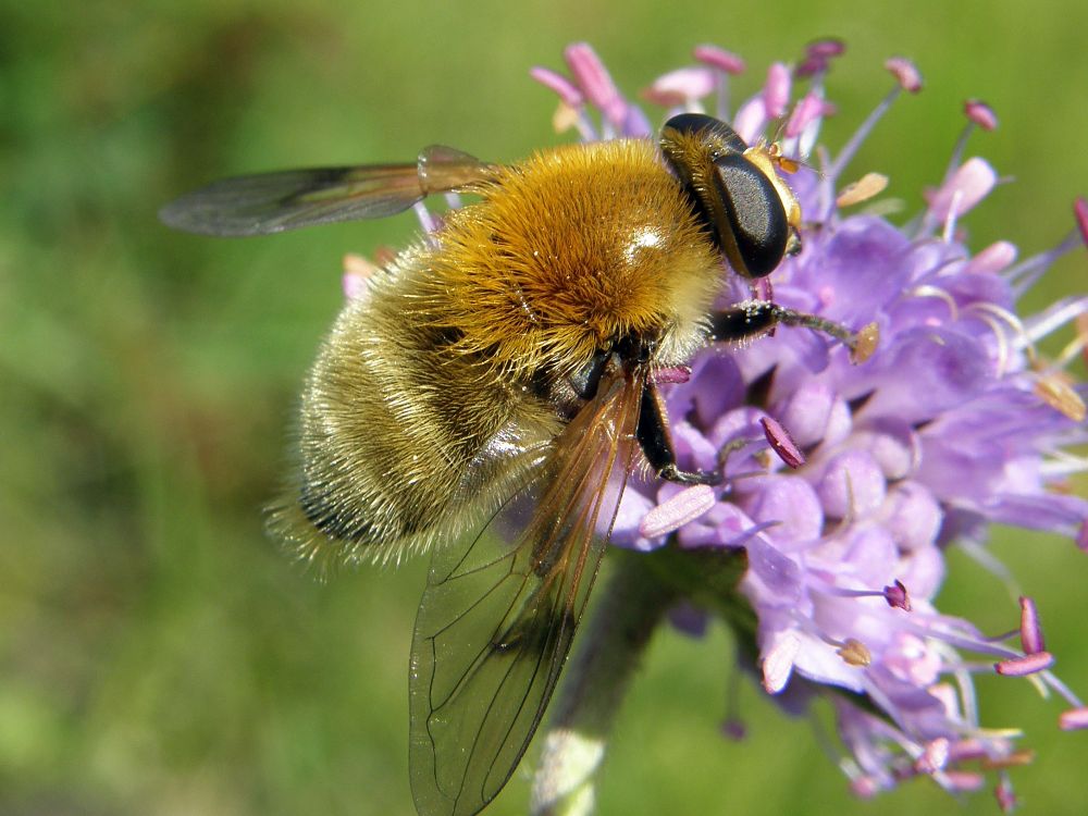 Hoverflies (Merodon equestris.)