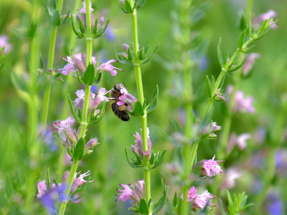 A bee visiting the flowers of a hyssop plant