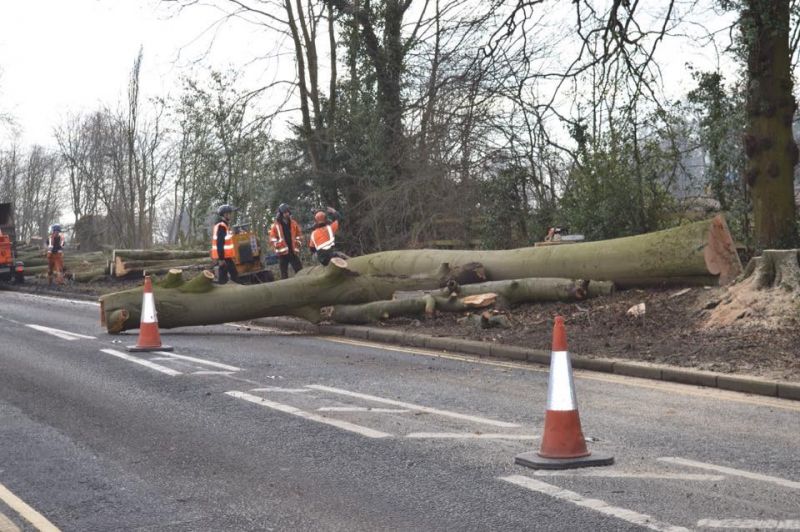 Mature beech trees in Darlington were cut down to make way for executive homes