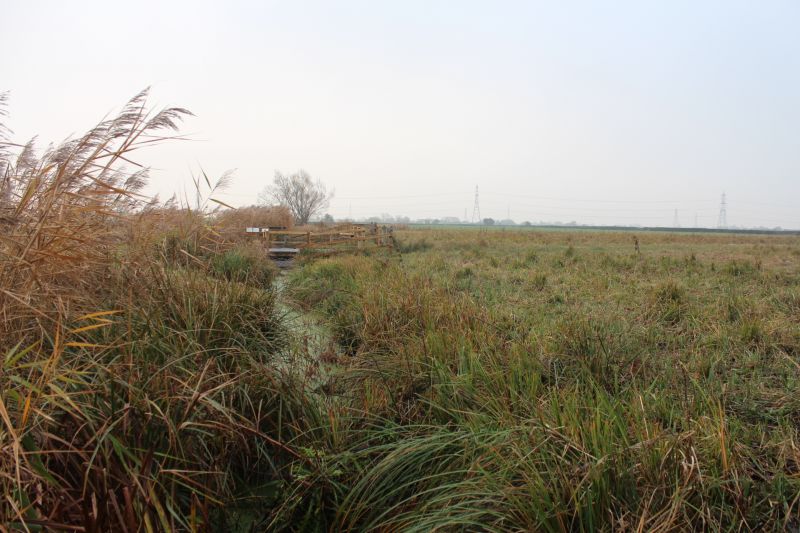 Magor Marsh, Gwent Levels