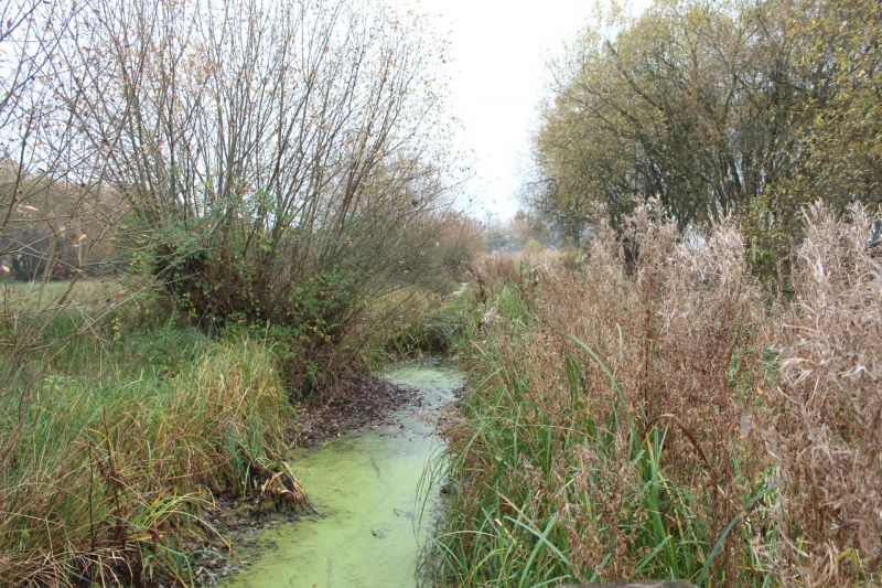 Magor marsh, Gwent Levels. Stream, grasses and trees.