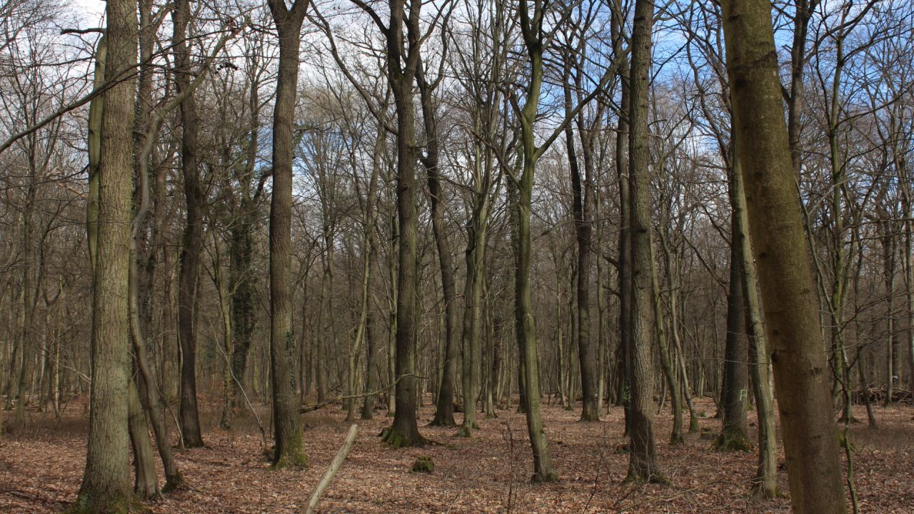 Grove of oak trees, Hambach Forest, Germany