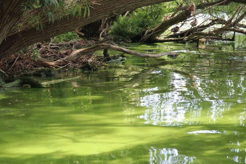 Green algal bloom at side of river under overhanging trees.