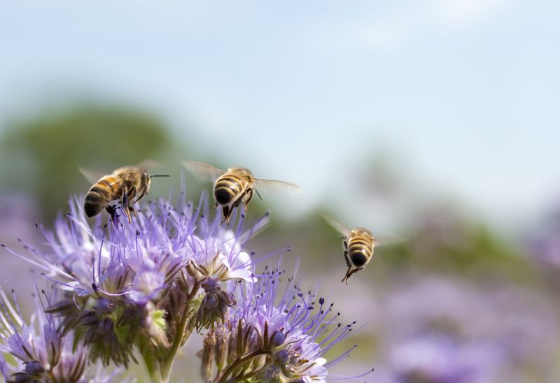 Close-up of 3 bees flying from lilac-coloured flowers, possibly allium.