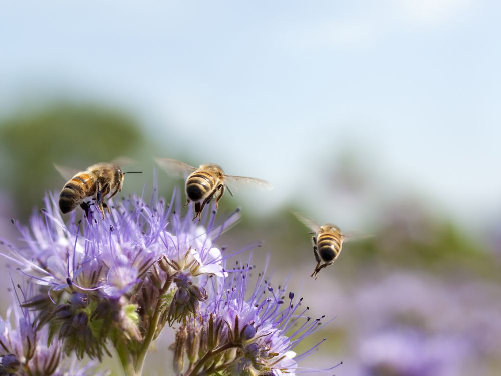 Close-up of 3 bees flying from lilac-coloured flowers, possibly allium.