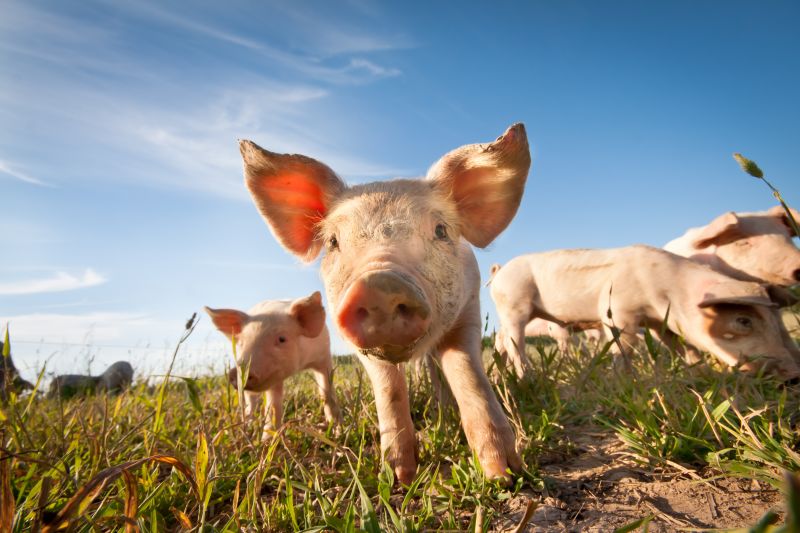 Four pigs or piglets in a field. One pig central and facing camera.