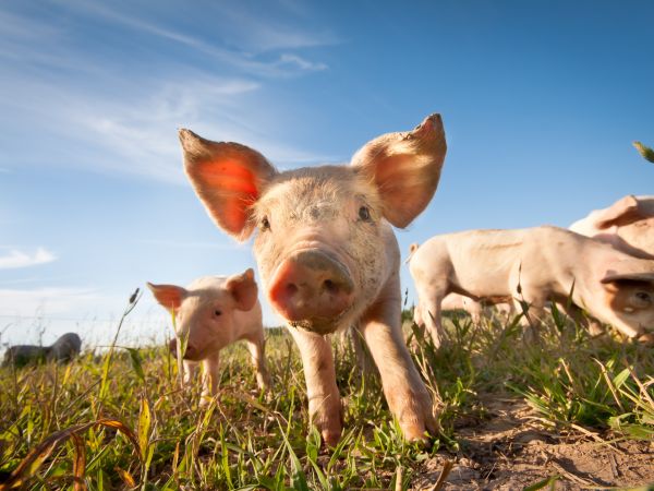 Four pigs or piglets in a field. One pig central and facing camera.