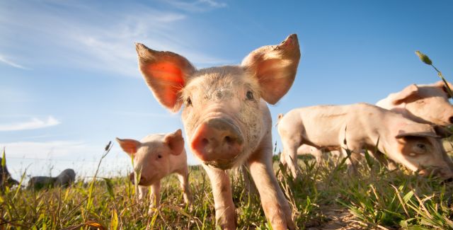 Four pigs or piglets in a field. One pig central and facing camera.