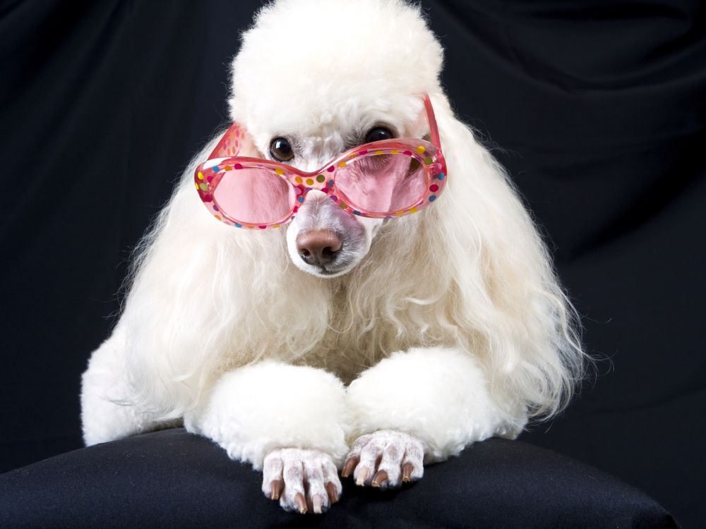 photo of white poodle with pink sunglasses