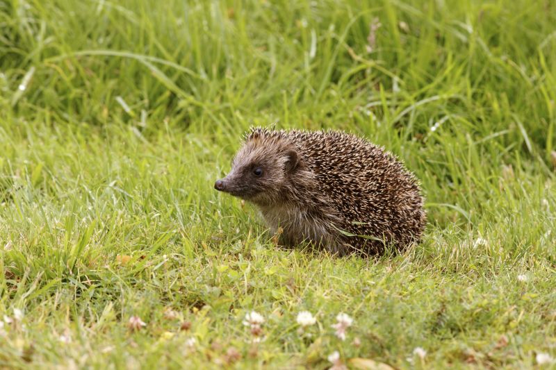 Hedgehog