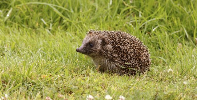 Hedgehog