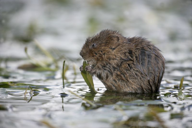 A water vole eating a leaf in shallow water