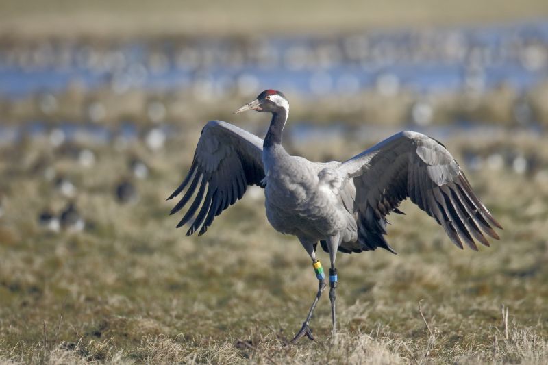 Common crane on grassy area spreading wings