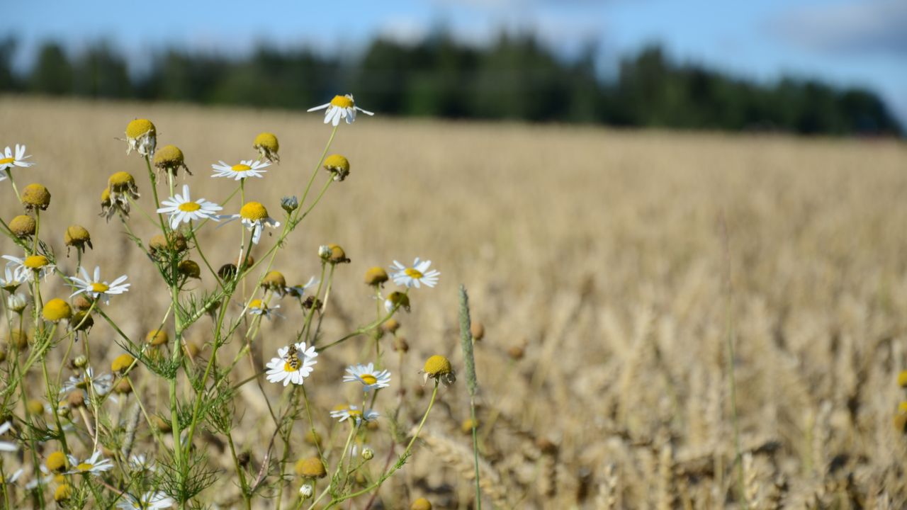 photo of bee on flower with farmed field in background