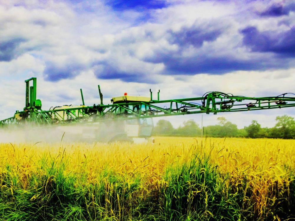 Crop spraying on field of yellow plants.