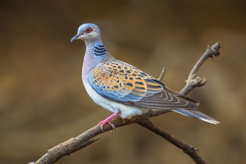Turtle Dove on branch at Otmoor wetlands, Oxfordshire.