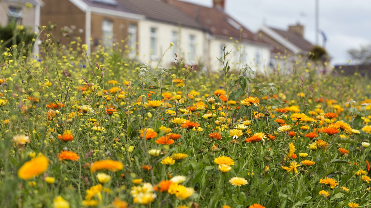 Photo of marigolds by roadside, with houses in background