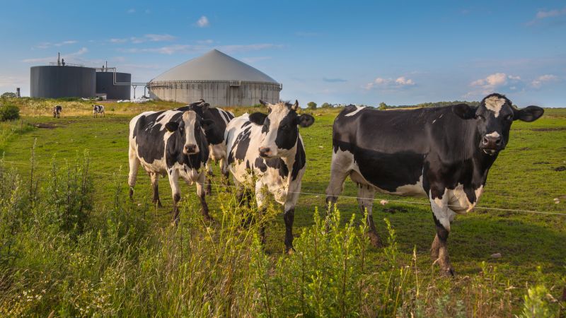 Anaerobic digestion plant for biogas in the background in a field. Four Fresian cows in foreground.