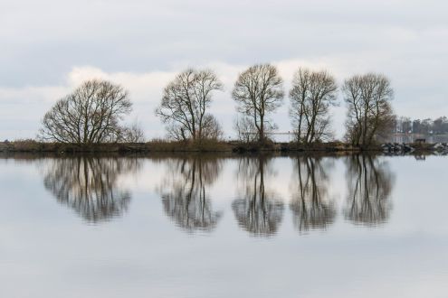 photo of trees on banks of Lough Neagh, Northern Ireland