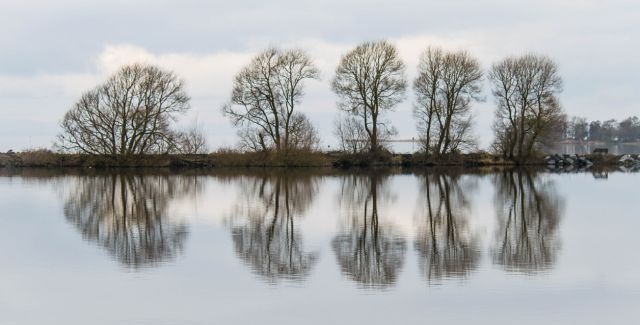 photo of trees on banks of Lough Neagh, Northern Ireland